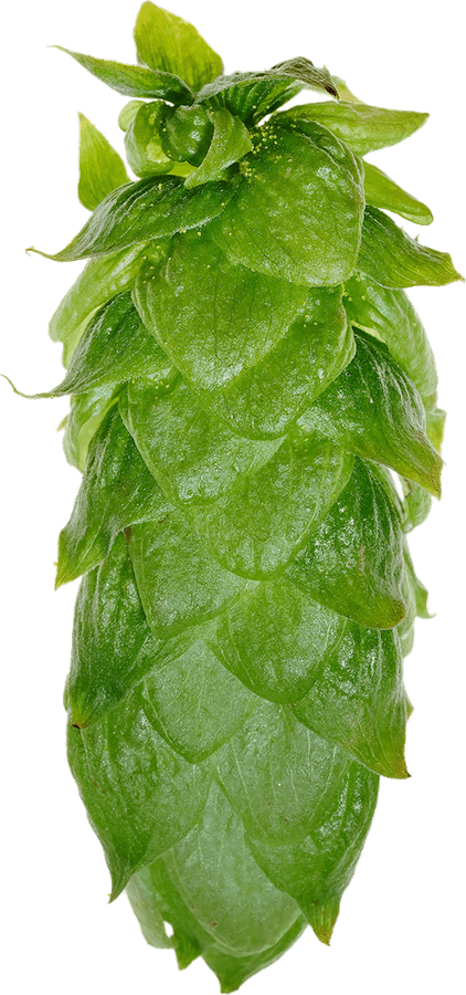 Książęcy