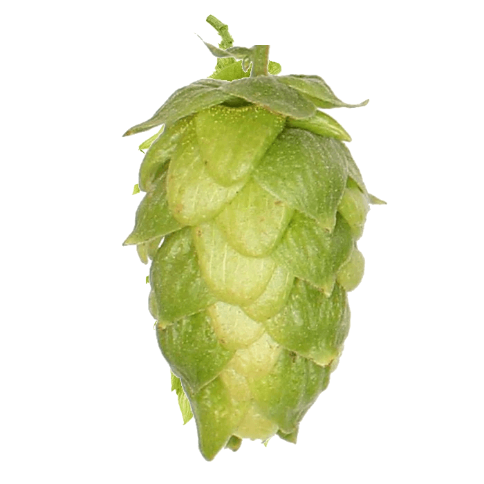 Northern Brewer (GR)