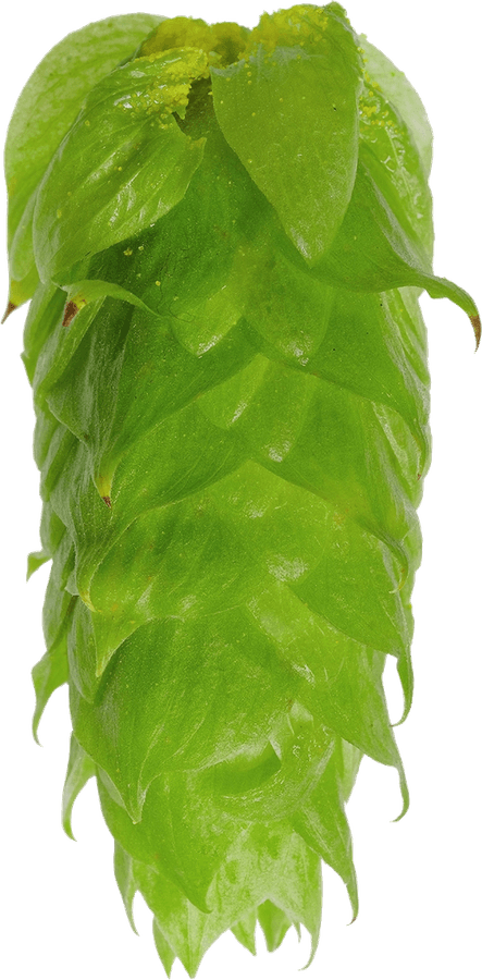 Zibi